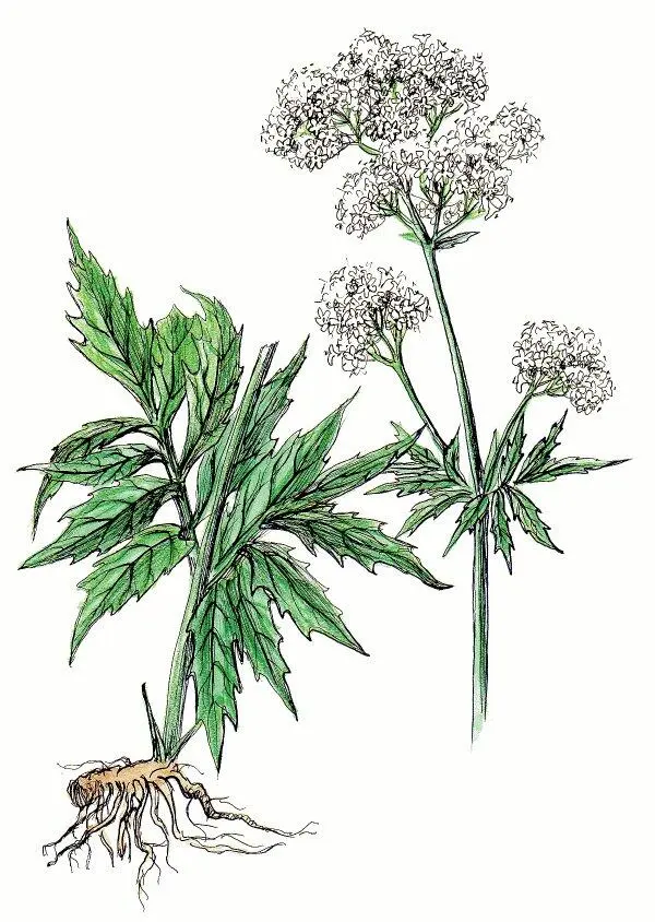 Валериана Valeriana officinalis Валериана лекарственная Валериана - фото 6