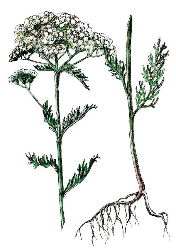 Тысячелистник Achillea millefolium Тысячелистник обыкновенный Вид - фото 8