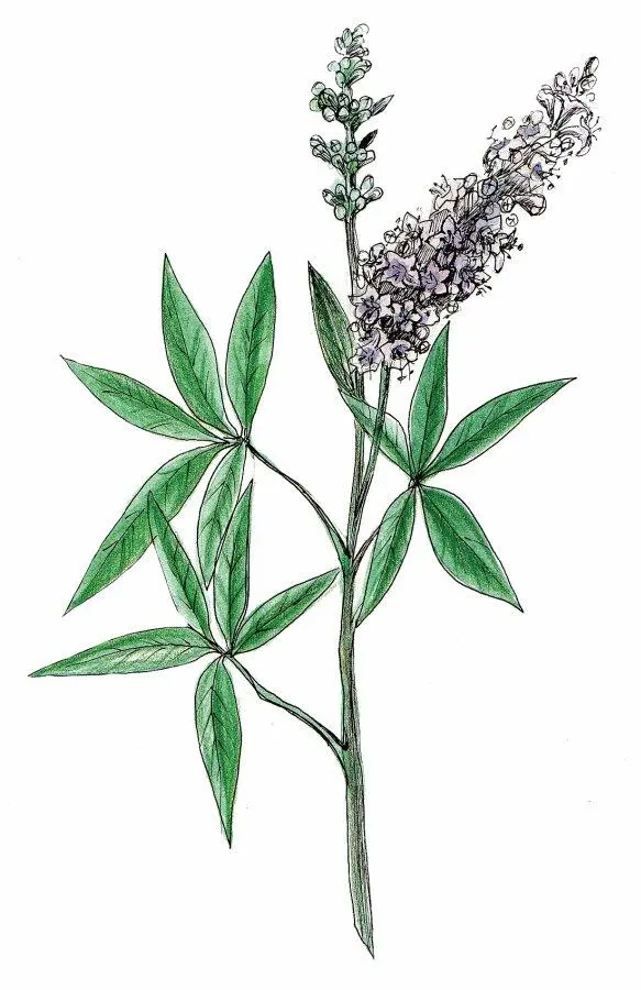 Прутняк Vitex agnuscastus Прутняк обыкновенный Витекс священный Витекс - фото 12