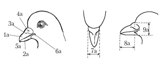 Клюв голубяописание в тексте Типы клювов б 1 клюв дикого голубя - фото 1