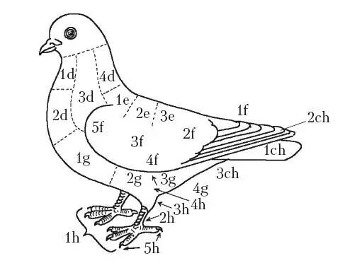 Части тела голубяописание в тексте Шея d 1 горло иногда делится на - фото 4