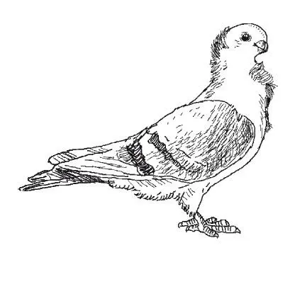 Немецкая щитокрылая чайка Голова широкая с высоким лбом и выпуклыми щеками - фото 35