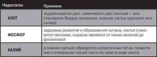 Капуста растение длинного дня Это учитывают при выборе сроков посева Сорта - фото 1