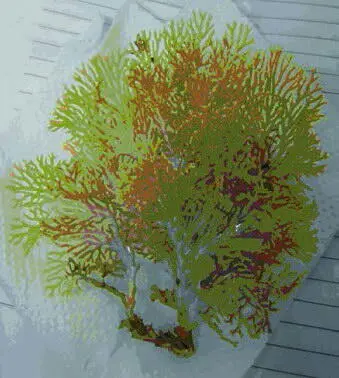 Рис 22 Мшанка Stegohornera lichenoides Linnaeus 1758 Большое количество - фото 27