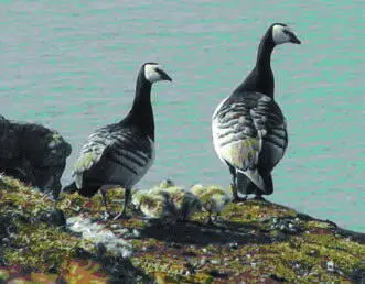 Рис 28 Выводок белощёкой казарки Branta leucopsisBech Количество - фото 34