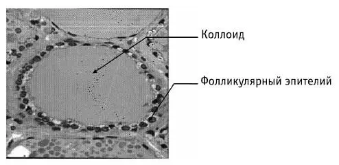 Рис 4Строение щитовидной железы Различают следующие виды клеток щитовидной - фото 7
