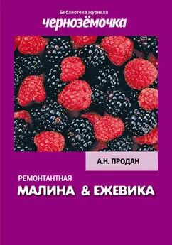 А. Продан - Ремонтантная малина и ежевика