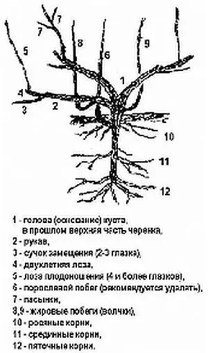 Надземная часть в укрываемой зоне формируется в виде рукавов отходящих от - фото 3