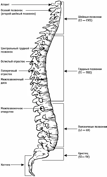 Рис 1Позвоночный столб По сути позвонки надеты на стержень которым является - фото 1