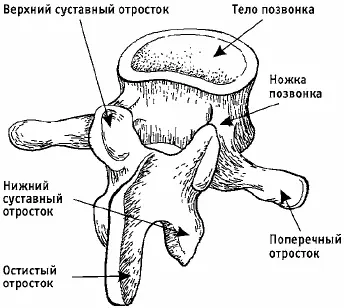 Рис 2Позвонок Позвонок Тело позвонка напоминает по своему строению - фото 2