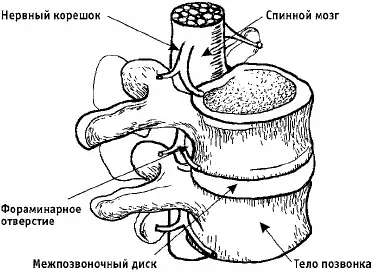 Рис 3Позвоночный двигательный сегмент В постоянном движении участвуют лишь 24 - фото 3