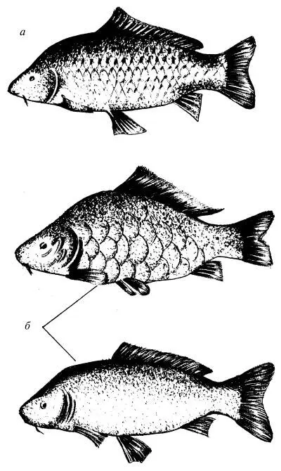 Рис 18 Сазан и карп а сазан б зеркальный и кожистый карп Любимые места - фото 18