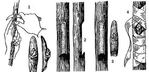 Окулировка вприклад 1 Срез привойного глазка без листового черешка с - фото 2