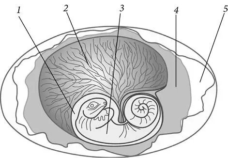 Зародыш в яйце 1 зародышевая оболочка 2 желток 3 зародыш 4 - фото 4