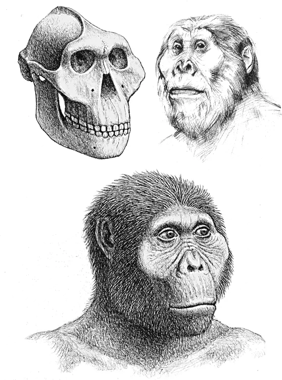 Paranthropus boisei Восточная Африка 2312 млн лет назад Щелкунчики - фото 17