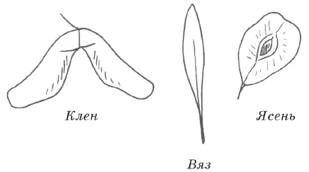Рис 2 Семена клена носики соединены между собой и легко отделяются друг - фото 2
