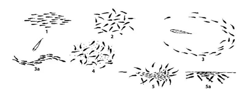 Рис 4 Организационные типы стаи рыб рисунок взят из статьи 22 1 - фото 4