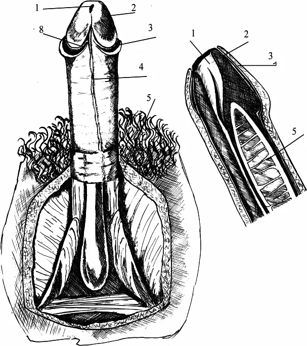 Рис 6 Семенной канатик 1 отверстие мочеиспускательного канала 2 головка - фото 10