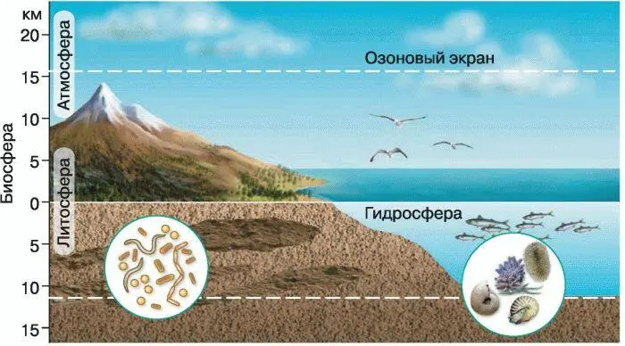 Рис 2 Биосфера область распространения жизни Верхняя граница - фото 3