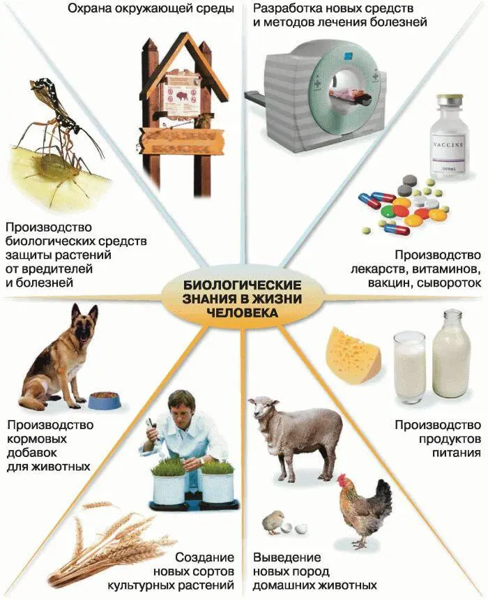 Рис 3 Значение биологии Успешное развитие сельского хозяйства в настоящее - фото 4