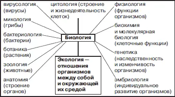 1 Биологические дисциплины 2 Биосфера область распространения жизни - фото 10