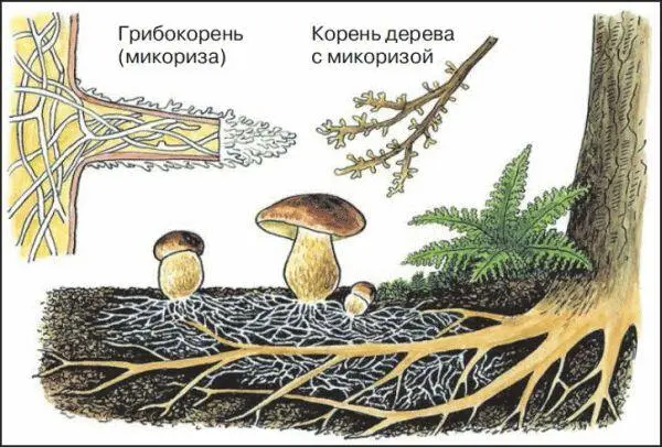 22 Симбиоз грибов и растений Грибы съедобные и ядовитыеМногие шляпочные - фото 72