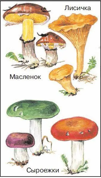 23 Съедобные грибы 24 Ядовитые грибы При сборе грибов важно уметь отличать - фото 73
