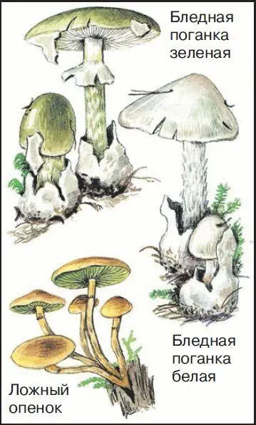24 Ядовитые грибы При сборе грибов важно уметь отличать съедобные грибы от - фото 74