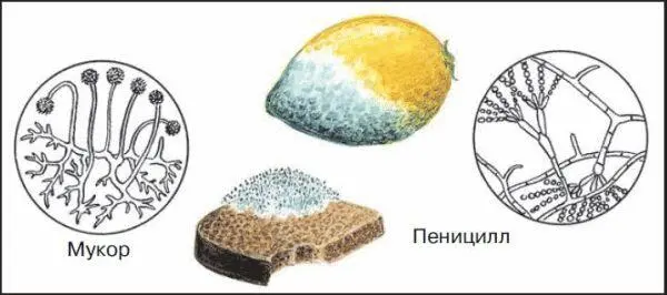 26 Плесневые грибы Плесневый гриб мукор 1 Приготовьте микропрепарат - фото 80