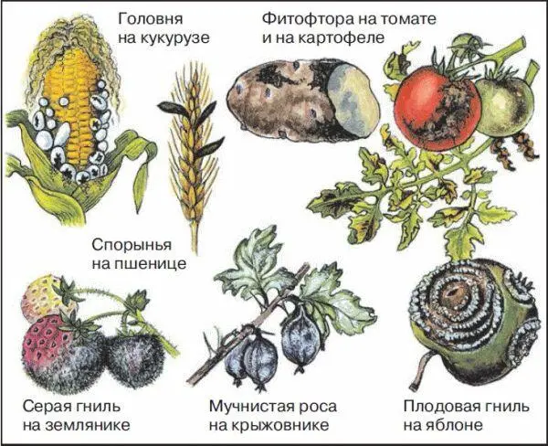 28 Болезнетворные грибы на растениях СпорыньяНа некоторых зерновых культурах - фото 87