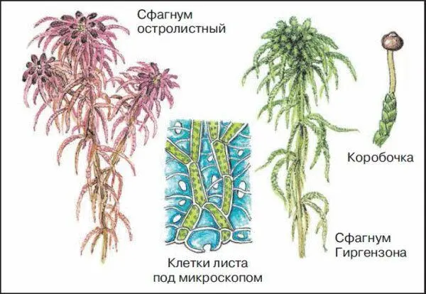46 Мох сфагнум Обычно сфагнум растет на верховых болотах покрывая поверхность - фото 126