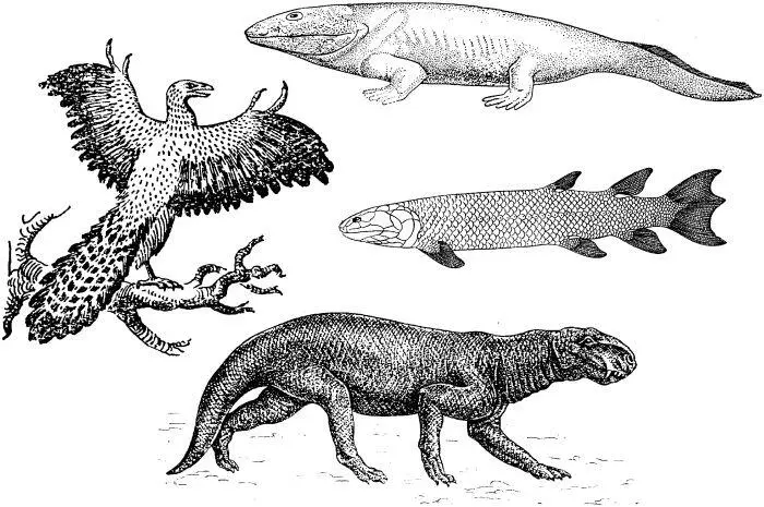Рис 2 Переходные формы между отдельными классами позвоночных А кистепёрая - фото 5