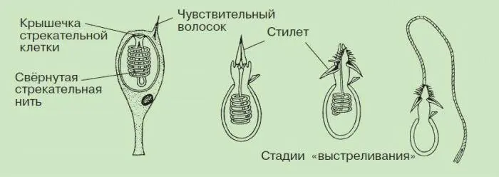 Рис 17 Стрекательные клетки кишечнополостных Класс СцифоидныеПредставители - фото 23