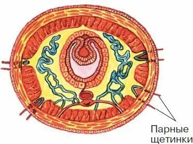 Рис 28 Щетинка на теле олигохеты Среди почвенных олигохет есть виды - фото 35