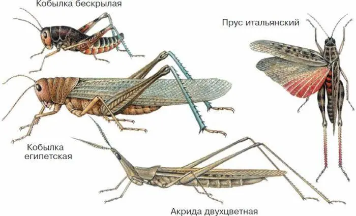 Рис 48 Прямокрылые Самки прямокрылых имеют на брюшке яйцеклад Яйца - фото 55