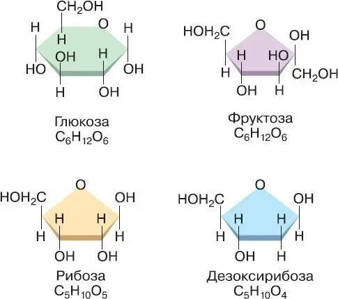 Рис 8 Моносахариды Олигосахариды от греч oligos немного образованы - фото 29