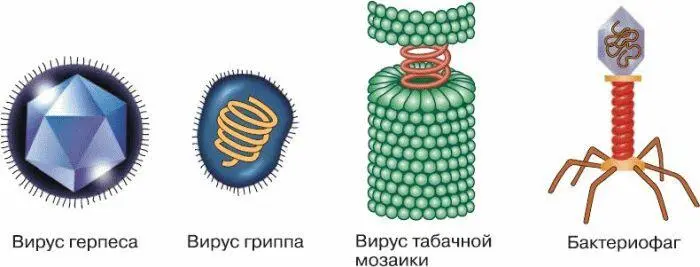 Рис 38 Различные представители вирусных частиц Размножение вирусовОбычно - фото 70