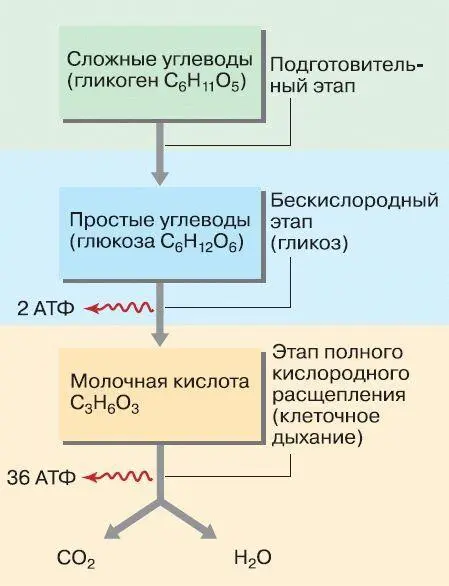 Рис 40 Схема процессов энергетического обмена В большинстве растительных - фото 72