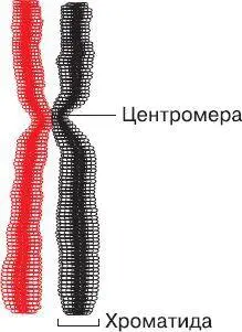 Рис 15 Общий вид удвоенной спирализованной хромосомы Рис 16 Хромосомные - фото 31