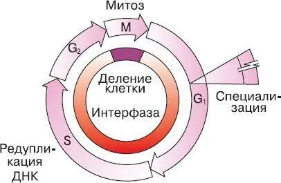 Рис 17 Митотический цикл клетки Рис 18 Схема редупликации ДНК двойная - фото 33