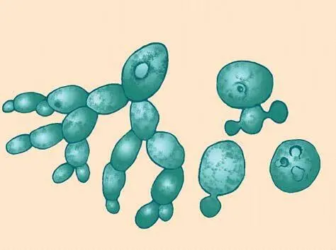 Рис 22 Почкование дрожжевых грибов Рис 23 Почкование у кишечнополостных - фото 41
