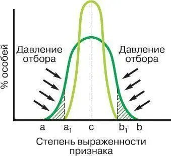 Рис 113 Стабилизирующая форма естественного отбора а b а 1 b 1 пределы - фото 15