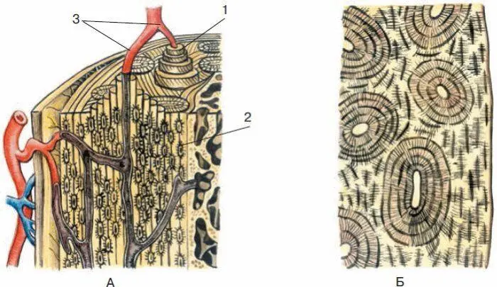 Рис 19 Микроскопическое строение компактного вещества кости А в объемном - фото 41