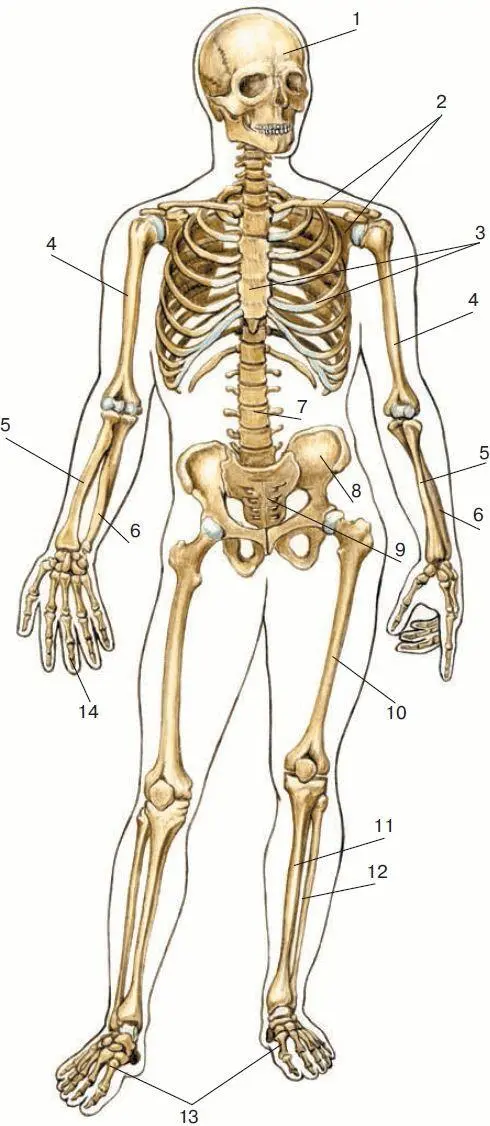 Рис 20 Скелет человека 1 череп 2 плечевой пояс 3 ребра вместе с - фото 44