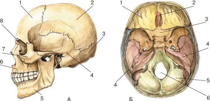 Рис 21 Череп человека А вид в профиль 1 лобная кость 2 теменная - фото 45
