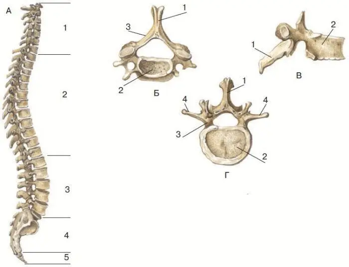 Рис 22 Позвоночник А отделы позвоночника 1 шейный 2 грудной 3 - фото 46