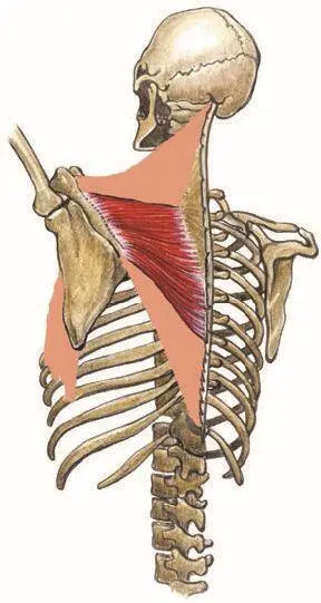 Рис 28 Схема показывающая роль плечевого пояса в подъеме руки вертикально - фото 54