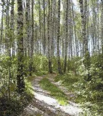 Мелколиственный лес Коралловый риф Двусторонняя симметрия - фото 9