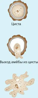 Инцистирование Важная биологическая особенность многих простейших способность - фото 15