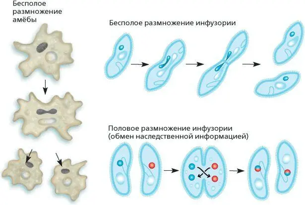 Размножение простейших Экология и значение простейшихСреда обитания - фото 16